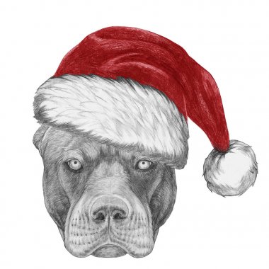 Noel Baba şapkası, üzerinde beyaz izole pitbul portresi komik skeç