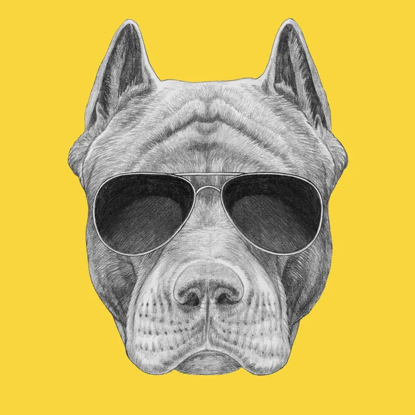 Funny sketch of pit bull portrait  in aviator sunglasses on yellow