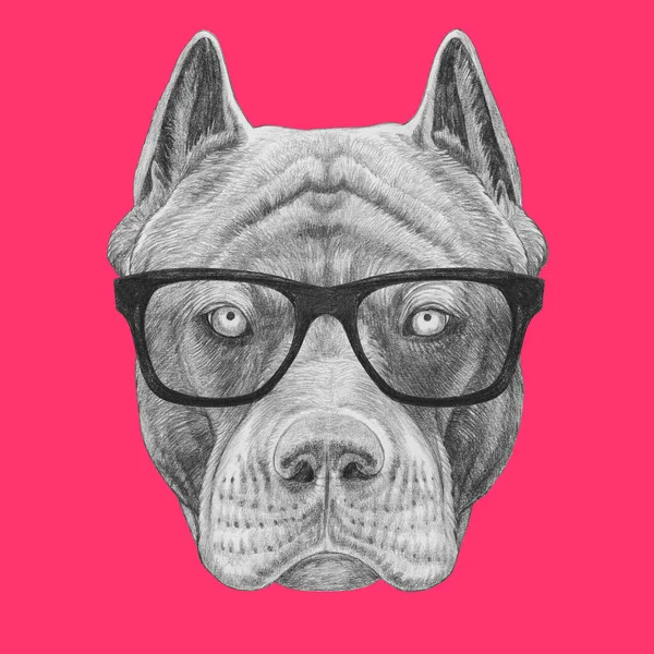 Esboço Engraçado Pit Bull Retrato Óculos Hipster Rosa — Fotografia de Stock