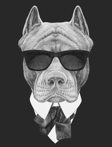 Funny Sketch Pit Bull Portrait Hipster Sunglasses Shirt Bow Tie — Stock Photo, Image