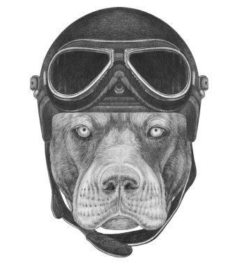 Pitbul portre üzerinde beyaz izole avational kask içinde komik kroki