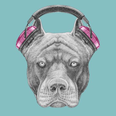 Mavi Kulaklığımda pitbul portresi komik skeç