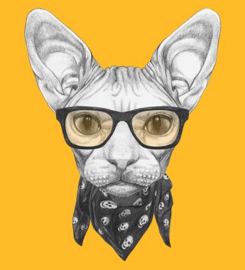 Sphynx kedi hipster gözlük ve bandana kafatasları ile güzel kroki portresi