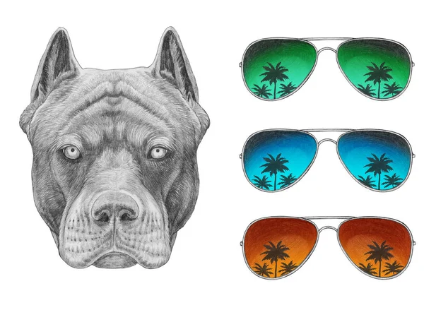 Divertido Boceto Pit Bull Retrato Conjunto Tres Gafas Sol Aviador — Foto de Stock