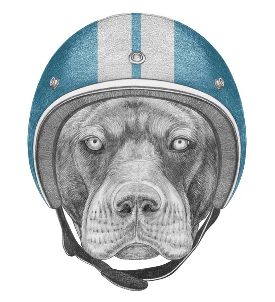 Divertido Boceto Pit Bull Retrato Casco Azul Aislado Blanco — Foto de Stock