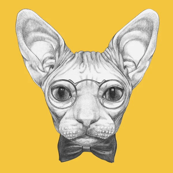 ปภาพสเก สวยงามของแมว Sphynx Pince Nez และผ กโบว บนส เหล — ภาพถ่ายสต็อก