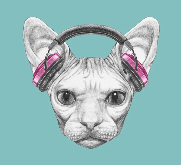 Bonito Retrato Esfinge Gato Auriculares Azul —  Fotos de Stock