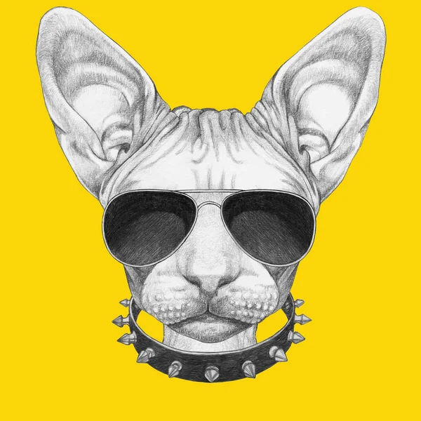 Bagus Potret Sketsa Kucing Sphynx Kacamata Hitam Penerbang Dan Studded — Stok Foto