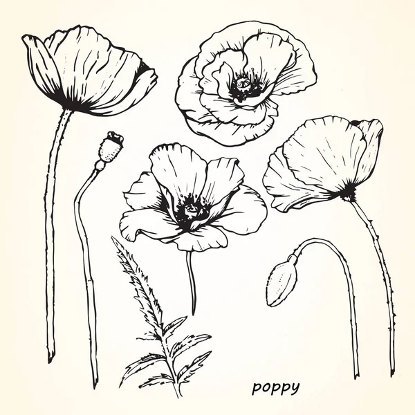 Ručně Kreslené Skici Květů Máků — Stockový vektor