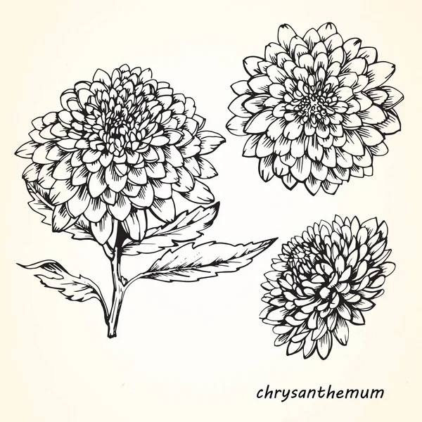 Bosquejo Dibujado Mano Flores Crisantemo — Vector de stock