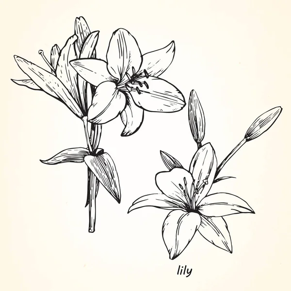 Tangan Digambar Sketsa Bunga Lili - Stok Vektor