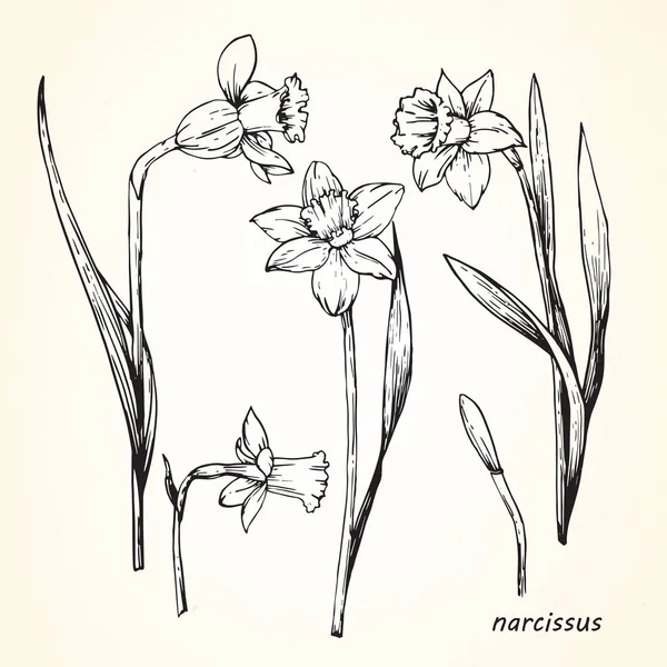 Desenho Desenhado Mão Flores Narciso —  Vetores de Stock