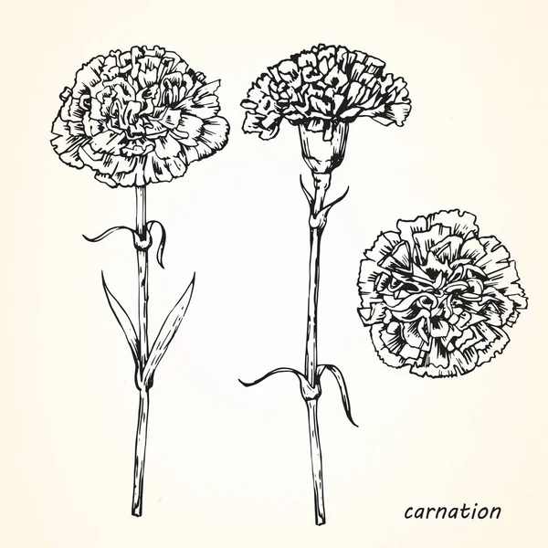 Ručně Kreslené Skici Květů Karafiátů — Stockový vektor