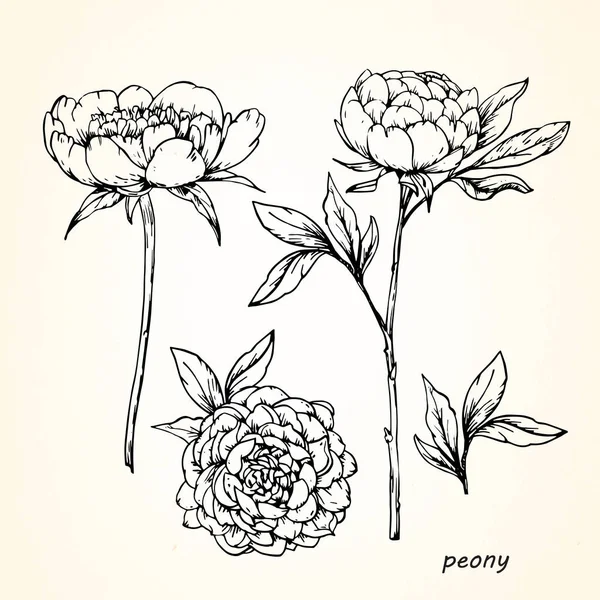 Bosquejo Dibujado Mano Flores Peonía — Archivo Imágenes Vectoriales