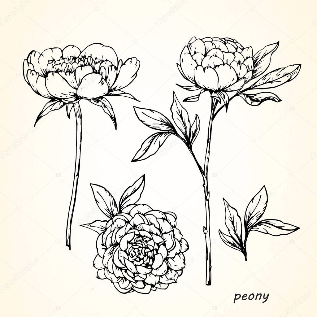Hand drawn sketch flowers of peony