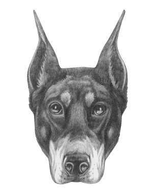 Doberman Pinscher 'ın portresi. El çizimi illüstrasyon