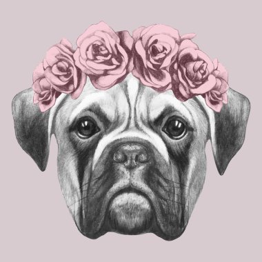 Çiçekli Boxer köpeğinin orijinal çizimi. Beyaz arkaplanda izole 