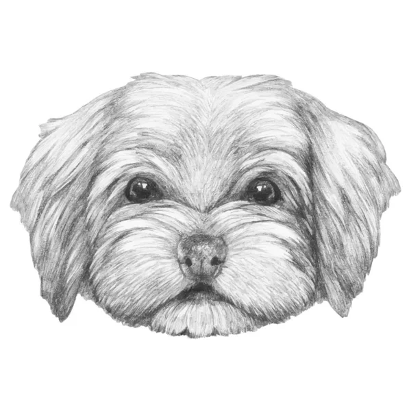 Portrait Havanese Hand Drawn Illustration — Stock Vector