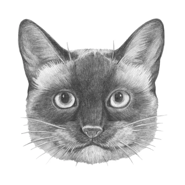 Portrait Siamese Cat Hand Drawn Illustration — Stock Vector