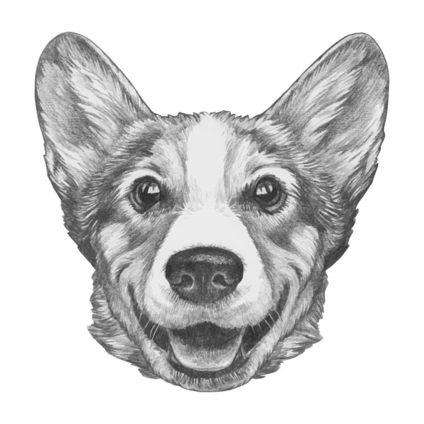 Retrato Pembroke Welsh Corgi Ilustración Dibujada Mano — Vector de stock