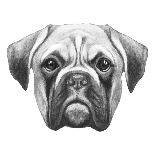 Oorspronkelijke Tekening Van Boxer Hond Geïsoleerd Witte Achtergrond — Stockvector