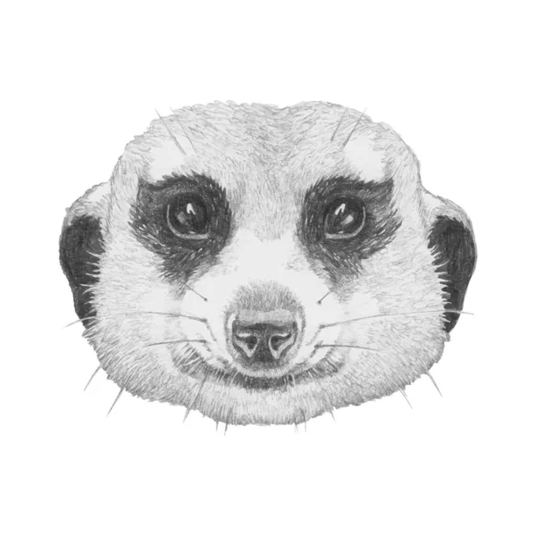 Retrato Meerkat Ilustração Desenhada Mão — Vetor de Stock