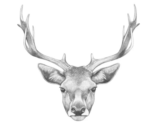 Portrait Cerf Illustration Dessinée Main — Image vectorielle