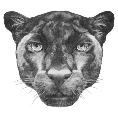 Panter portresi. Elle çizilmiş illüstrasyon