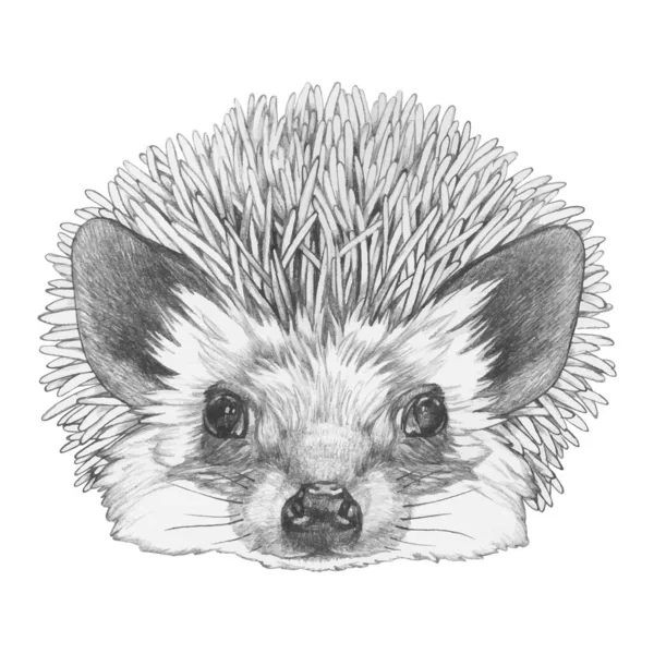 Potret Hedgehog Gambar Dengan Tangan - Stok Vektor