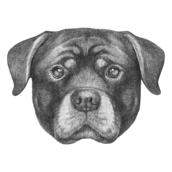 Portrait Rottweiler Hand Drawn Illustration — Stock Vector