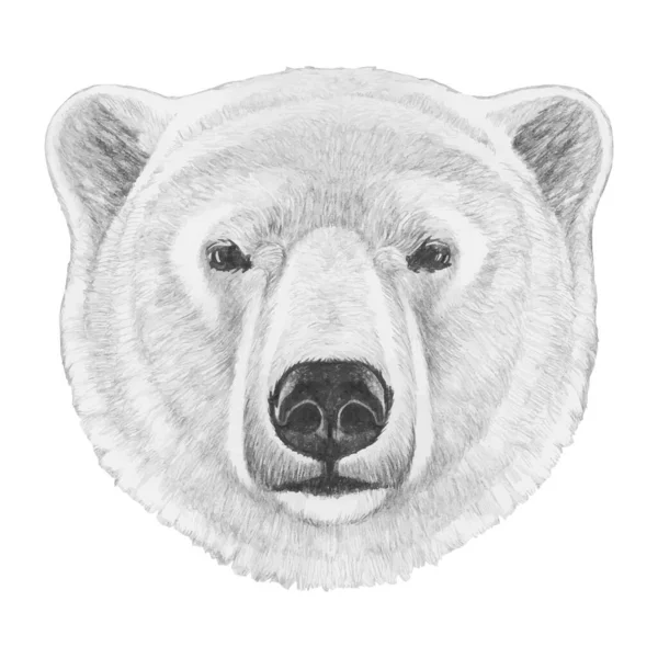 Eisbär Porträt Handgezeichnete Illustration Digital Koloriert — Stockvektor