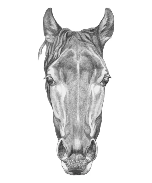 Ritratto Cavallo Illustrazione Disegnata Mano — Vettoriale Stock