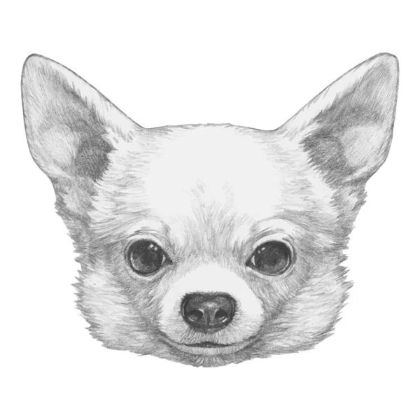 Potret Chihuahua Pada Latar Belakang Putih - Stok Vektor