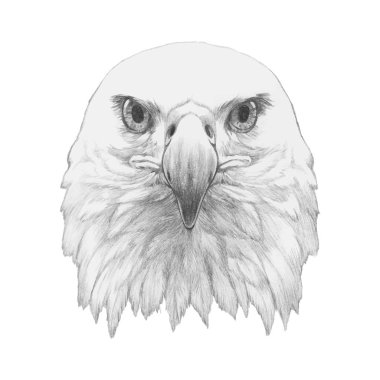 Kartal portresi. El çizimi illüstrasyon
