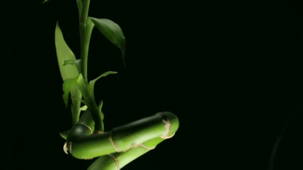 Bamboo stem with green leaves — Stock Video
