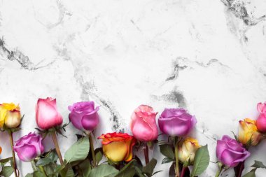 Mor ve Sarı Gül, beyaz arka plan üzerinde mevcut kutusu