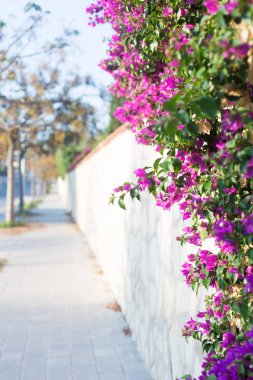 Cityscape arka plan üzerinde pembe Begonviller çiçek