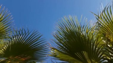 Sahilde palmiye dalları ve Akdeniz 'de mavi gökyüzü. Kamera hareketi