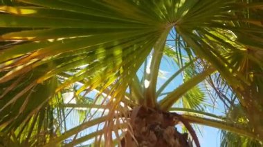 Sahilde palmiye dalları ve Akdeniz 'de mavi gökyüzü. Kamera hareketi