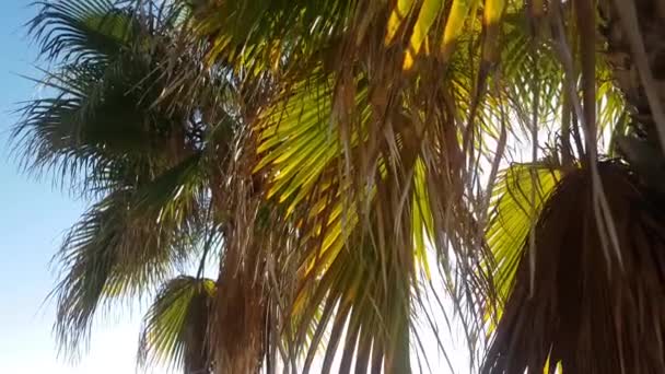 Des Branches Palmiers Sur Plage Ciel Bleu Méditerranée Mouvement Caméra — Video