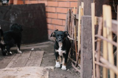 Bahçede oynayan sevimli yavru