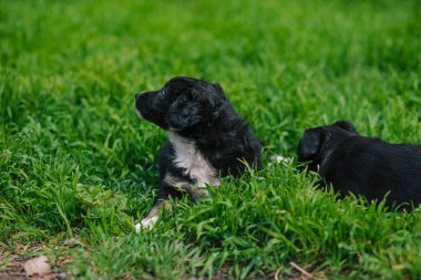 Otların arasında oturan iki güzel köpek yavrusu
