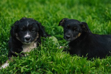 Otların arasında oturan iki güzel köpek yavrusu