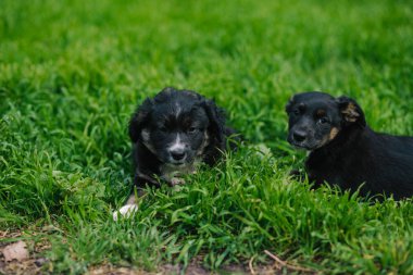 Otların arasında oturan iki güzel köpek yavrusu