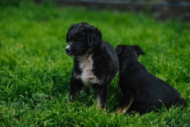 Otların arasında oturan iki güzel köpek yavrusu