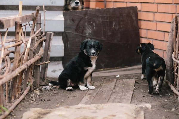 Oturan iki güzel köpek yavrusu