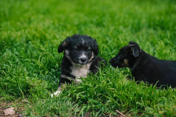 两个漂亮的小狗坐在草地上 — 图库照片