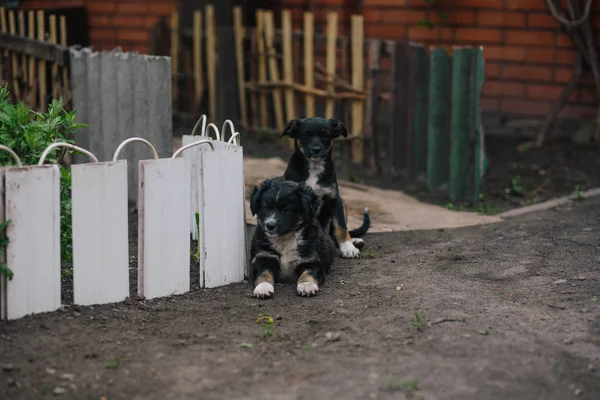 Oturan iki güzel köpek yavrusu