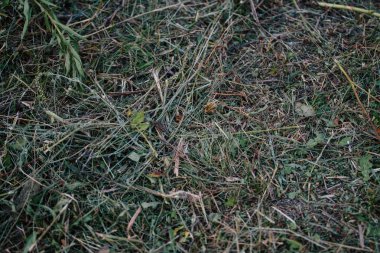 bir alandaki yeşil çimen