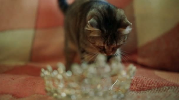 猫躺在沙发上与新娘的皇冠 — 图库视频影像